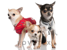 Hook and Loop Pet Supplies